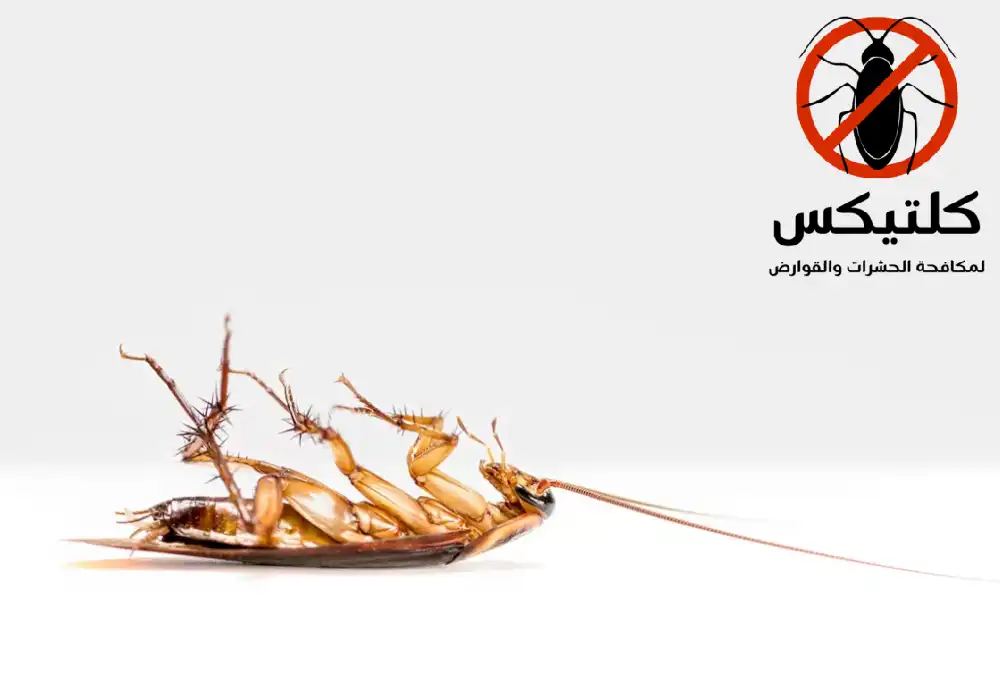 شركة مكافحة الصراصير بالكويت